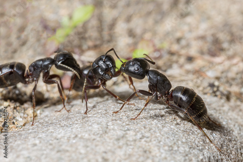 Black ants macro photo © asb63