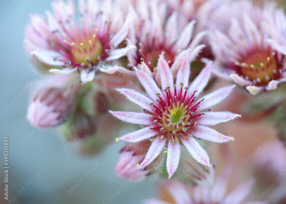Sempervivum tectorum Sempervivum tectorum