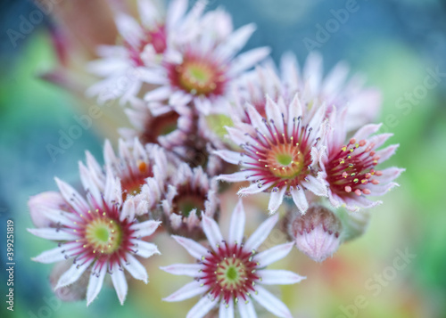 Sempervivum tectorum