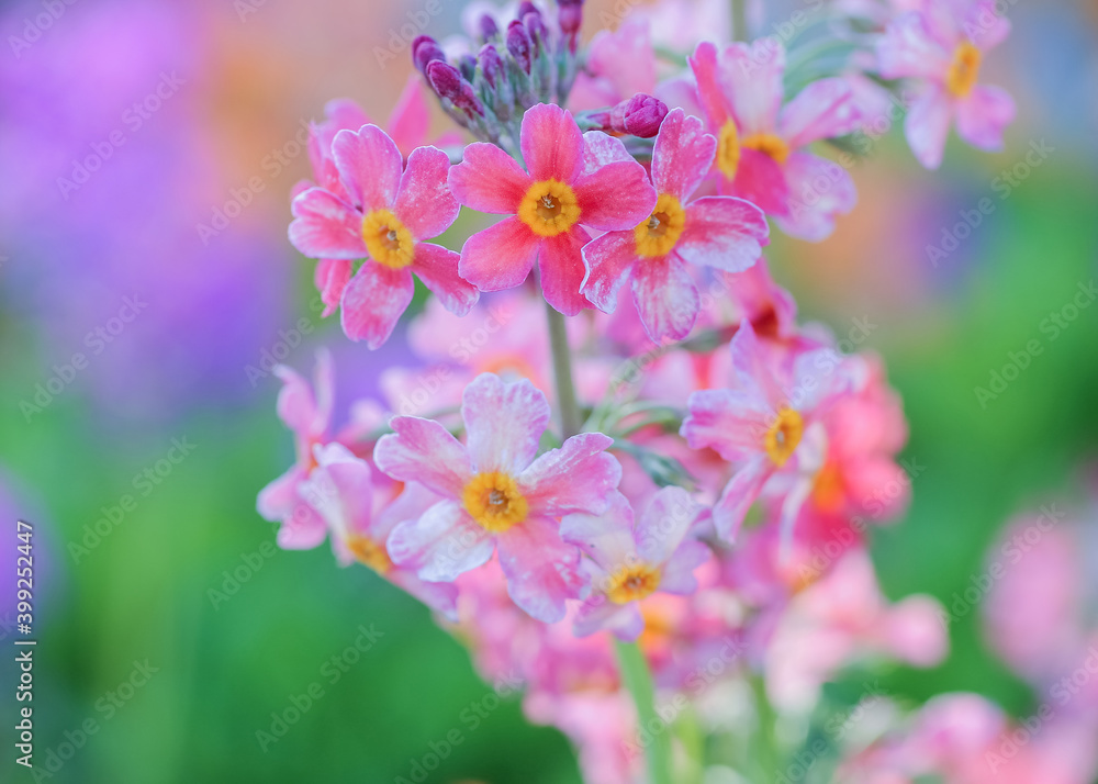 Primula bulleyana