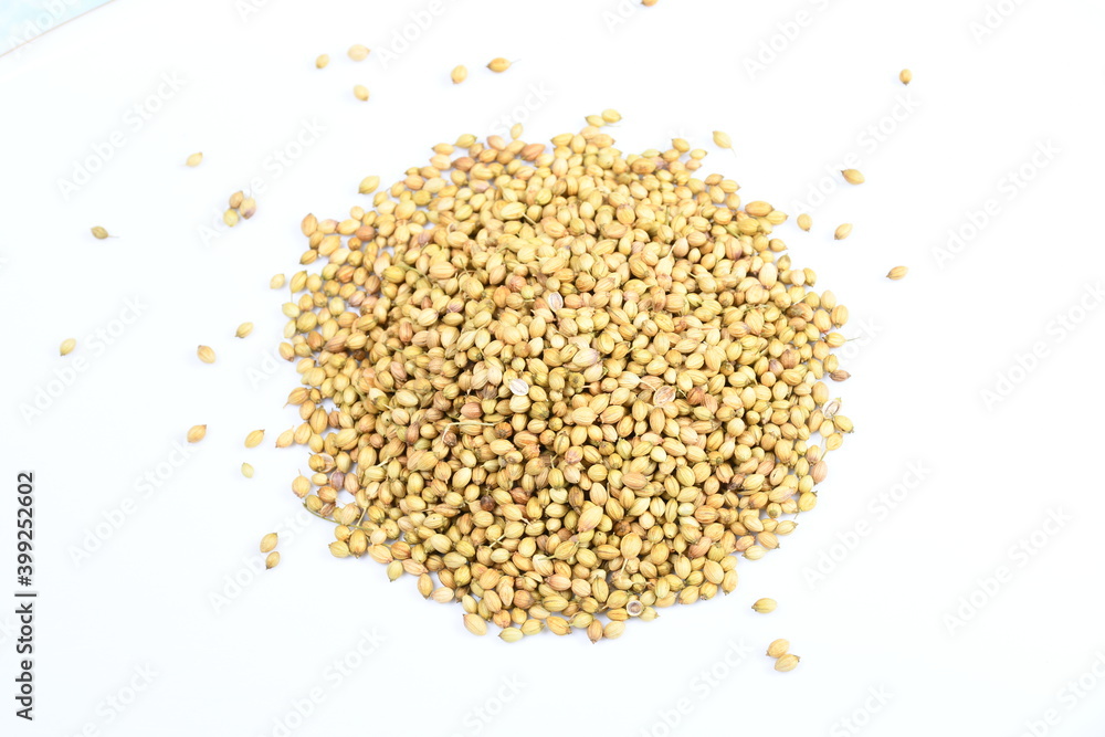 Coriander whole scattered on a plain white background Coriander whole scattered on a plain white background