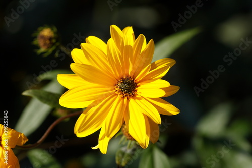 blühender Gelber Sonnenhut, Blumen, Deutschland