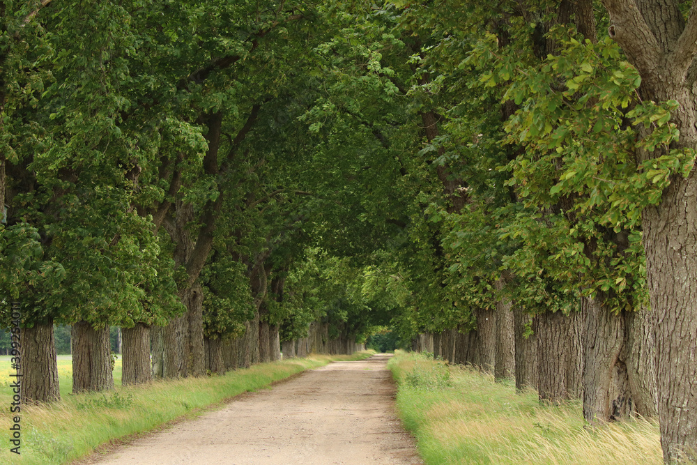 Kastanienallee mit Landweg in ländlicher Gegend im Sommer Kastanienallee mit Landweg in ländlicher Gegend im Sommer