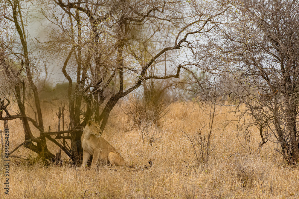 Kruger National Park Kruger National Park