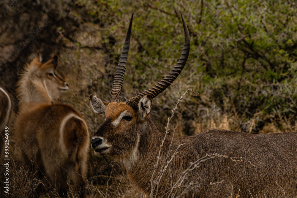 Fototapeta premium Kruger National Park