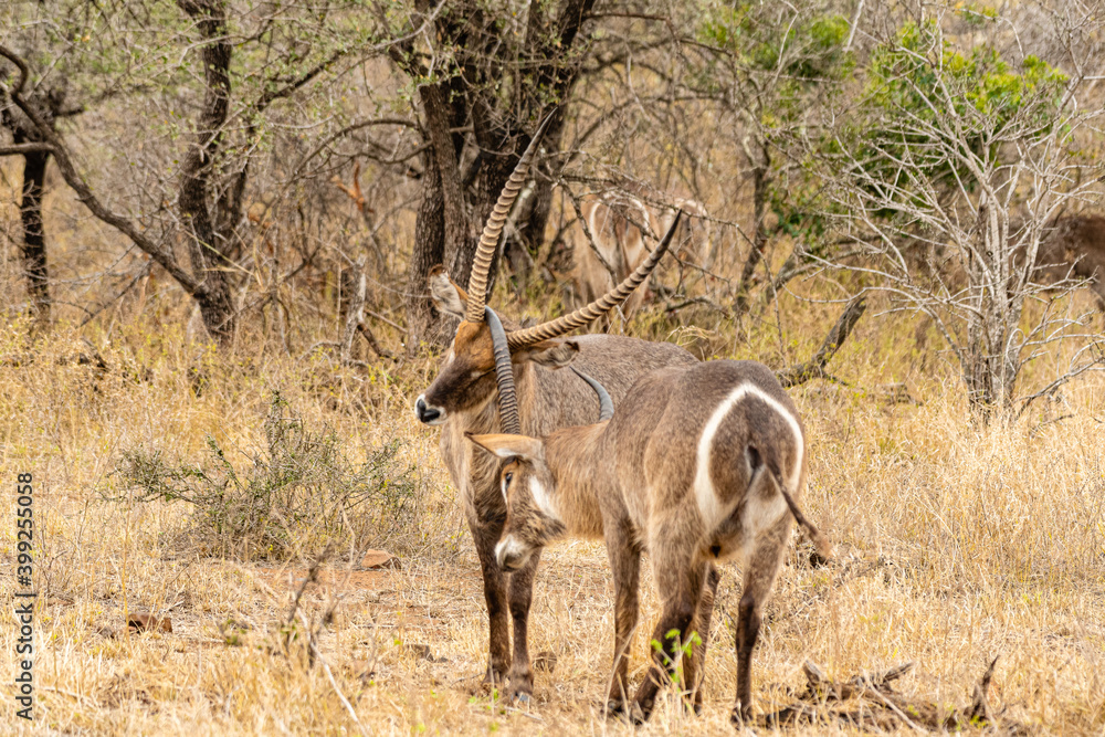 Kruger National Park Kruger National Park