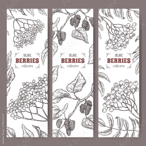 Set of three labels with Sambucus, Rowan and Mulberry branch sketch. Berry fruits series.