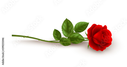Realistic red rose lying on white background. Vector illustration
