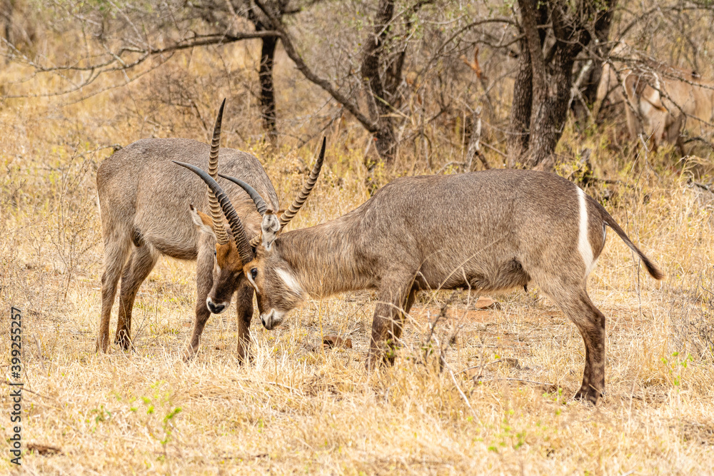 Kruger National Park Kruger National Park