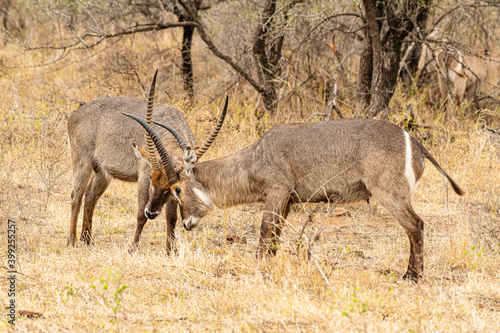 Kruger National Park