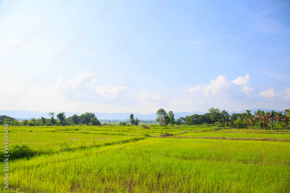 .Rice fields and newly planted seedlings .Rice fields and newly planted seedlings