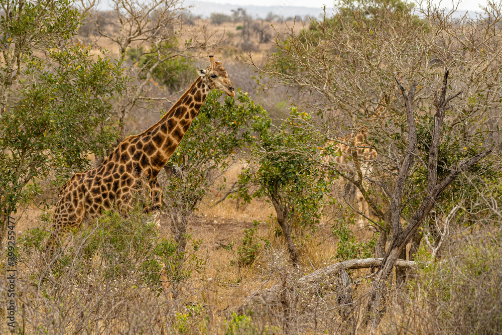 Obraz premium Kruger National Park