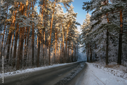 road forest snow frost pine winter photo