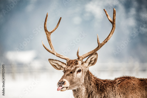 noble deer male in winter snow