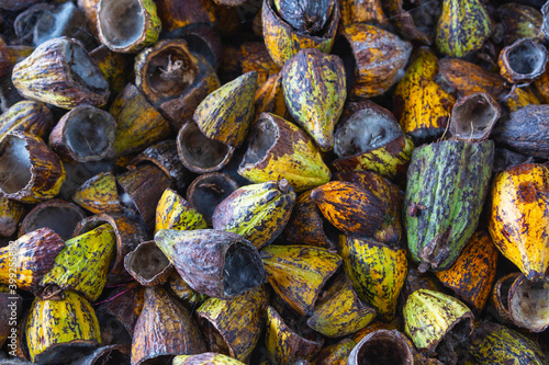 Fototapeta Naklejka Na Ścianę i Meble -   shell of cocoa fruit and cocoa shell dry