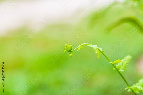 Young shoots of fern leaves background