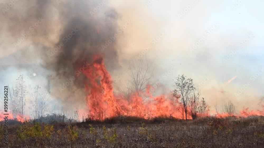 A high fire burns dry grass and reeds with wheat within the boundaries of a small town. Fire and natural disaster. Large flames and thick black smoke A high fire burns dry grass and reeds with wheat within the boundaries of a small town. Fire and natural disaster. Large flames and thick black smoke