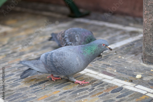 Pigeons walking on pavement in european city © michaelheim
