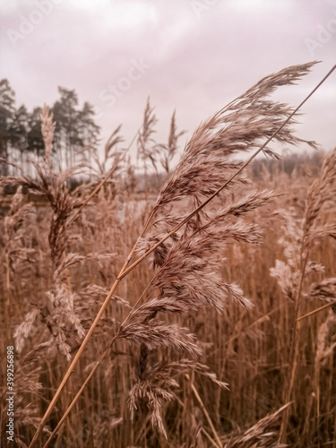 grass in Dry reed on the lake, reed layer, reed seeds. Golden reed grass in the fall in the sun. Abstract natural background. Beautiful pattern with neutral colors. 