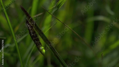 Female glow worm on grass, Compton Abbas, Dorset, UK