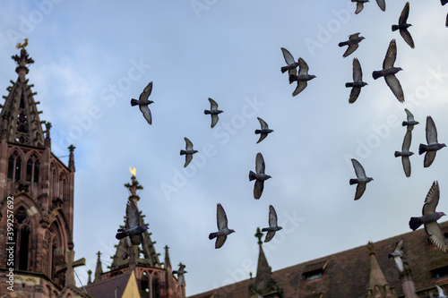 Flock of doves flying around a church steeple