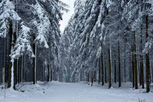 Blick in den mit Neuschnee bedeckten Wald © Anton Faustmann