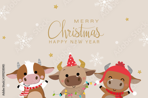 Merry Christmas and happy new year 2021. The year of the ox. Male cow and bulls wear red winter costumes. Animal holidays cartoon characters. -Vector