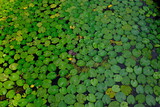 water lily leaves on the lake