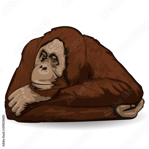 Orangutan. Thoughtful ape lies back up with folded hands behind his head. Isolated vector illustration. 
