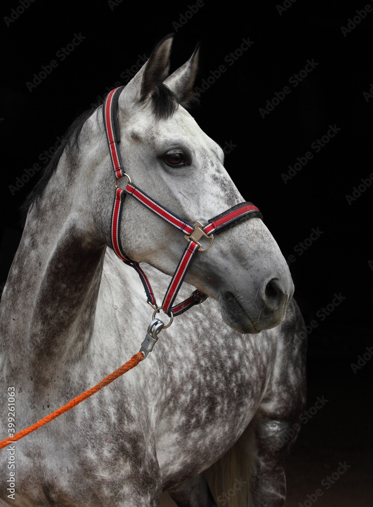 Andalusian horse portrait near the stable at the rest