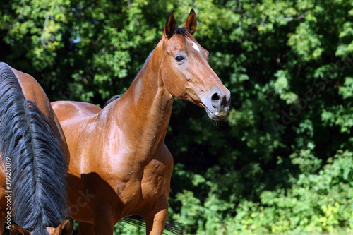 Thoroughbrd horse portrait in ranch paddock