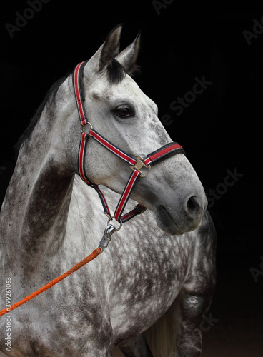 Obraz na płótnie Andalusian horse portrait near the stable at the rest w salonie