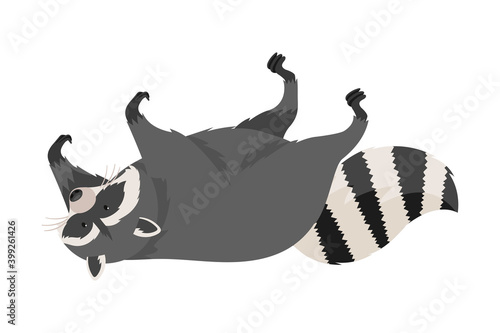 Curious Raccoon Animal Lying on Its Back with Paws Up Vector Illustration