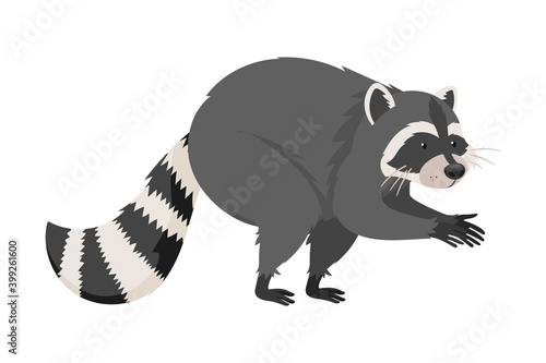 Furry Raccoon Rubbing Its Paws Ready to Steal Something Vector Illustration