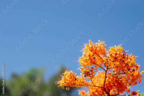 Wildflowers in beautiful orange nature, backdrops, trees and sky.