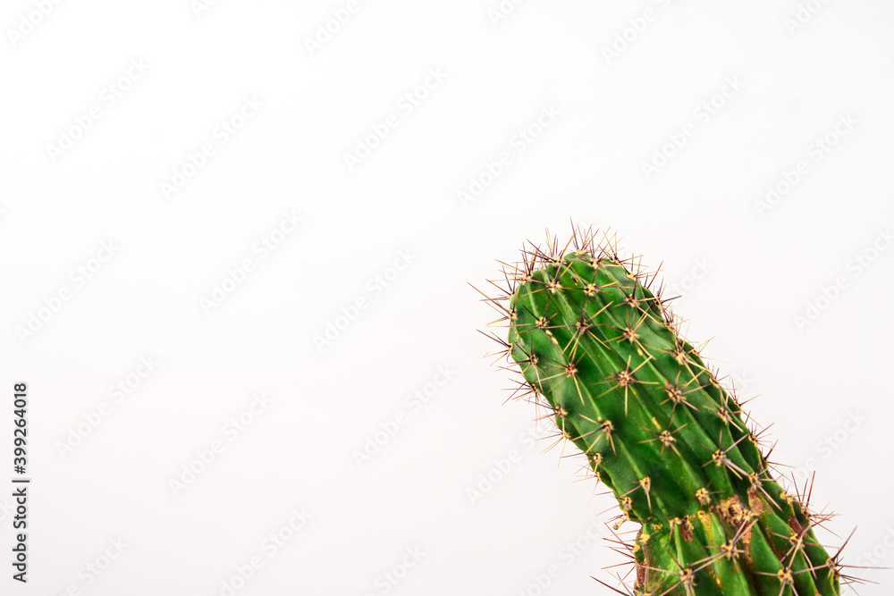 Сactus isolated on a white background Сactus isolated on a white background