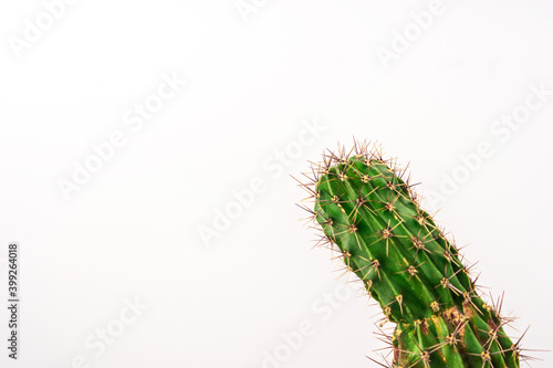 Сactus isolated on a white background