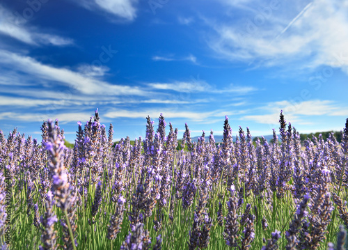 View of lavender field in summer countryside