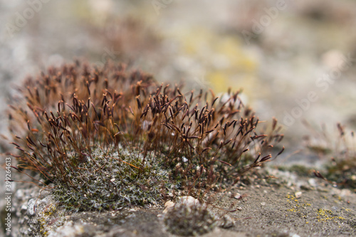 Wall screw-moss on wall as a air pollution indicator. Moss and blurred background.