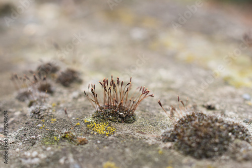 Wall screw-moss on wall as a air pollution indicator. Moss and blurred background.