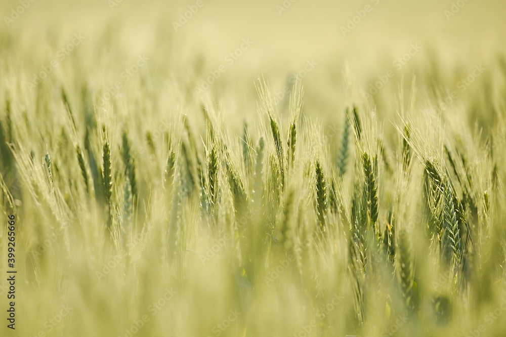 Fototapeta premium Wheat plants on an agricultural field