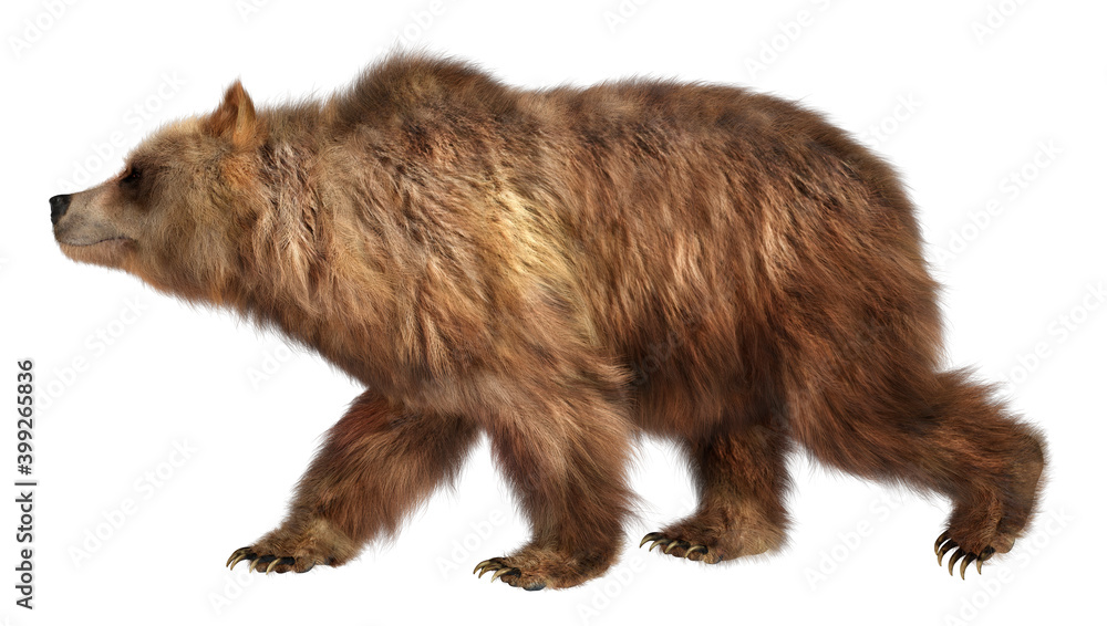 Fototapeta premium 3D Rendering Brown Bear on White