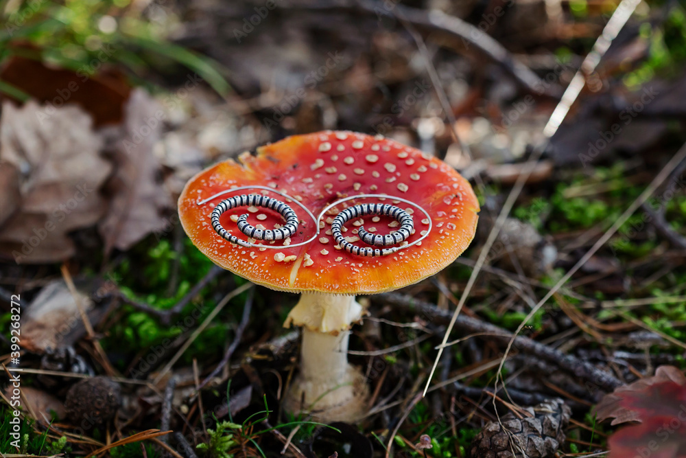 Metal spiral shape earrings on Amanita muscaria Metal spiral shape earrings on Amanita muscaria