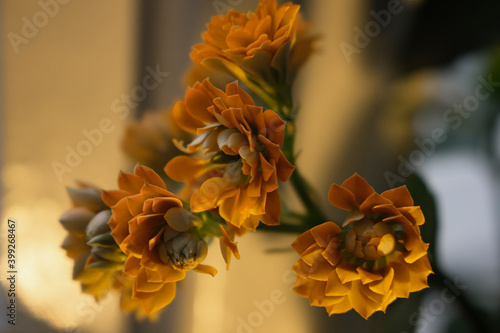 Bouquet of  Orange Kalanchoe Succulents