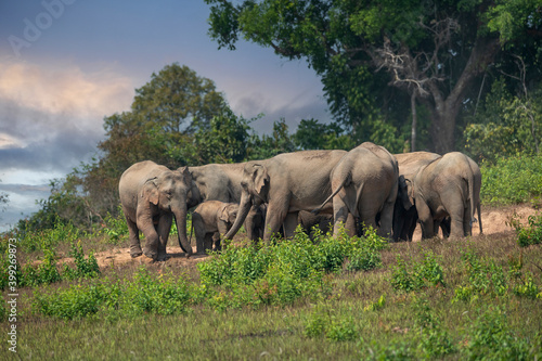 Asian elephant family walking in nature