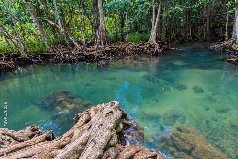 Fototapeta premium Tropical tree roots or Tha pom mangrove in swamp forest and flow water.