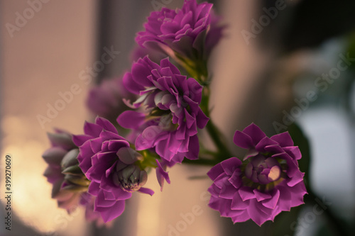 Bouquet of  Violet Kalanchoe Succulents