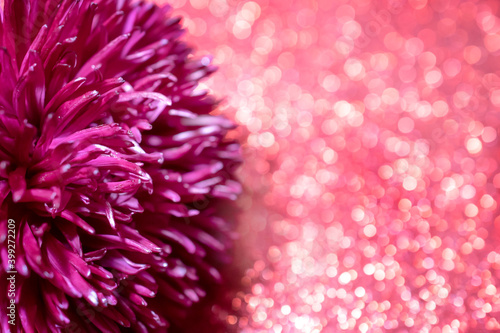 Wallpaper Mural macro photo of a red Aster flower on a red shiny background Torontodigital.ca