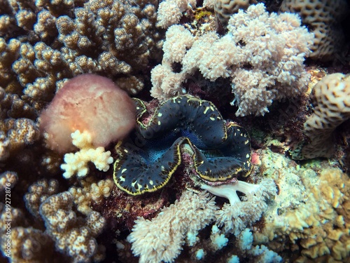 a clam in the coral reef