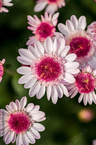 background full of many flowers 